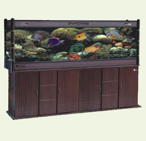 A saltwater tank