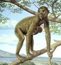 Aegyptopithecus