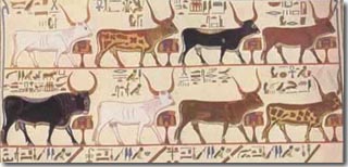 Egyptian Cattle
