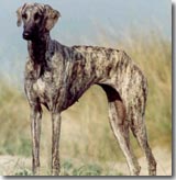 A Sloughi Hound