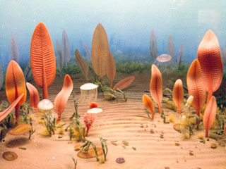 History of Earth - Ediacaran Period - (Proterozoic Eon)