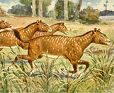 Oligocene Mesohippus